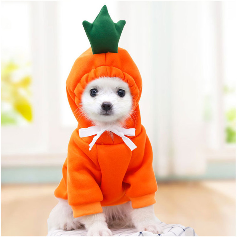 Winter Clothing Pictures - Roupas fofas de frutas para cães